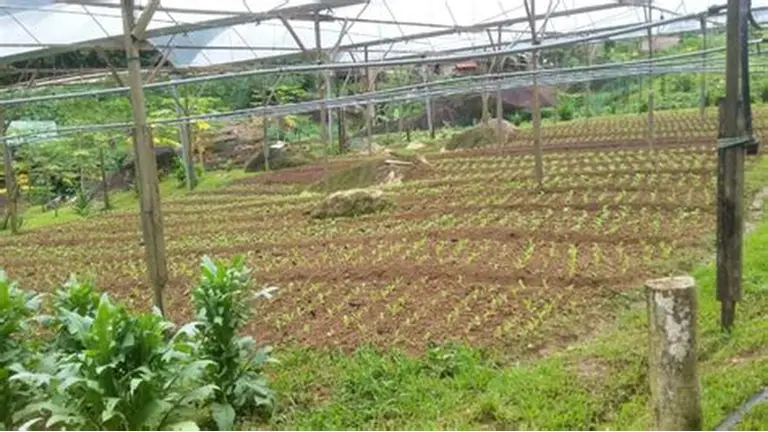   Selamat Datang Di Website Desa Asuli